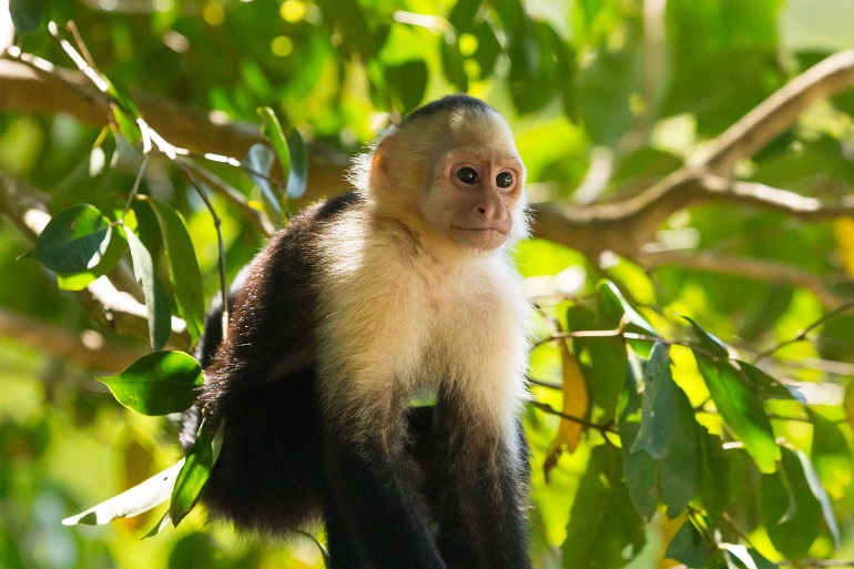 A silly little monkey, usually found in the Central and Southern Americas.