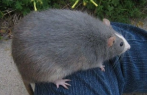 picture of a rather large rat